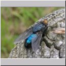 Cynomya mortuorum - Schmeissfliege 04.jpg